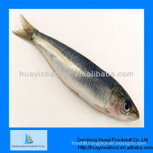 Fresh frozen sardine IQF sardine